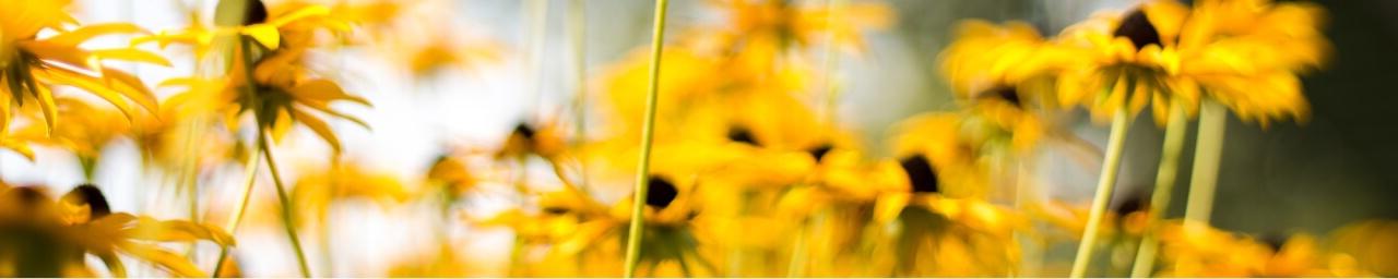 Photograph of flowers at Grand Valley